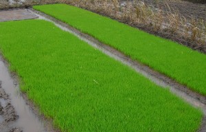 Planche de pépinière de semence de riz